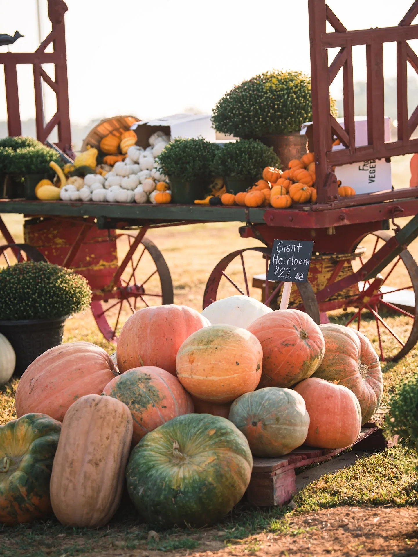 Small Business Feature: @fairmount_farm_market 

We did a content shoot for their grand opening in Gentry, AR a few weeks ago 🔥

Every last detail was thought out, and it looked stunning! 😍 They sell locally grown veggies, fresh breads, raw milk, o