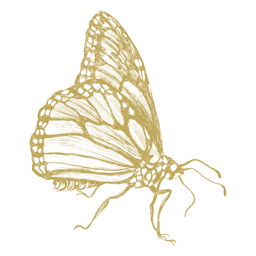gold butterfly sketch