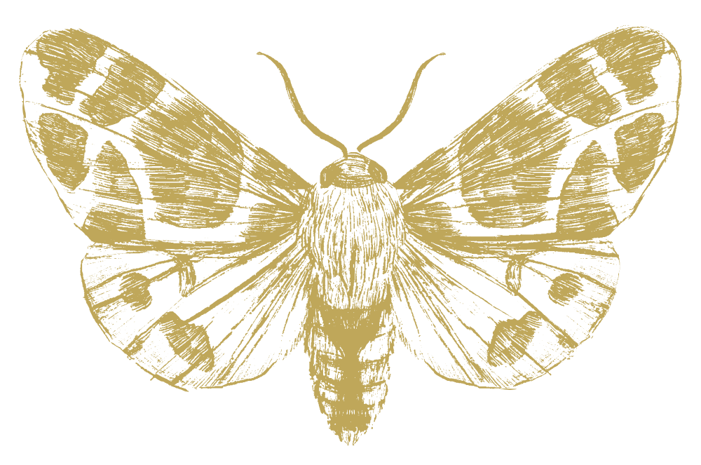 detailed sketch of a moth