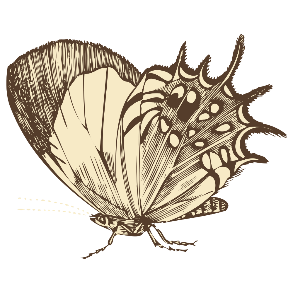 vintage butterfly illustration