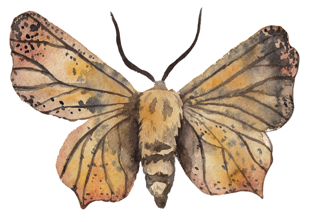 watercolor moth illustration