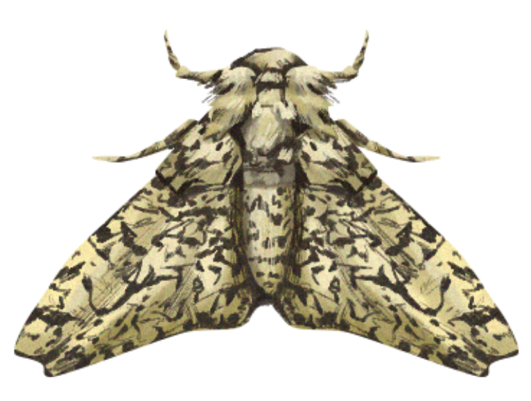 illustration of a moth