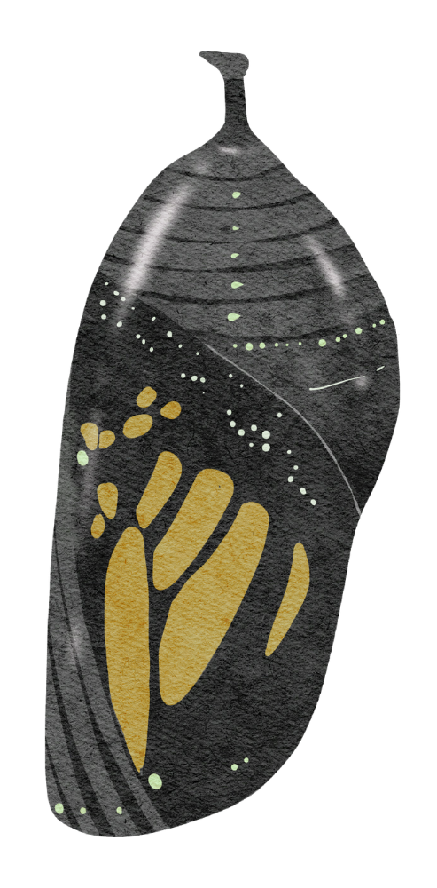 watercolor chrysalis