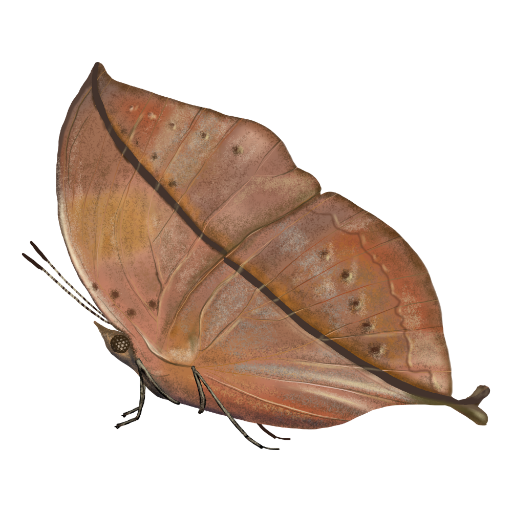 watercolor illustration of a moth