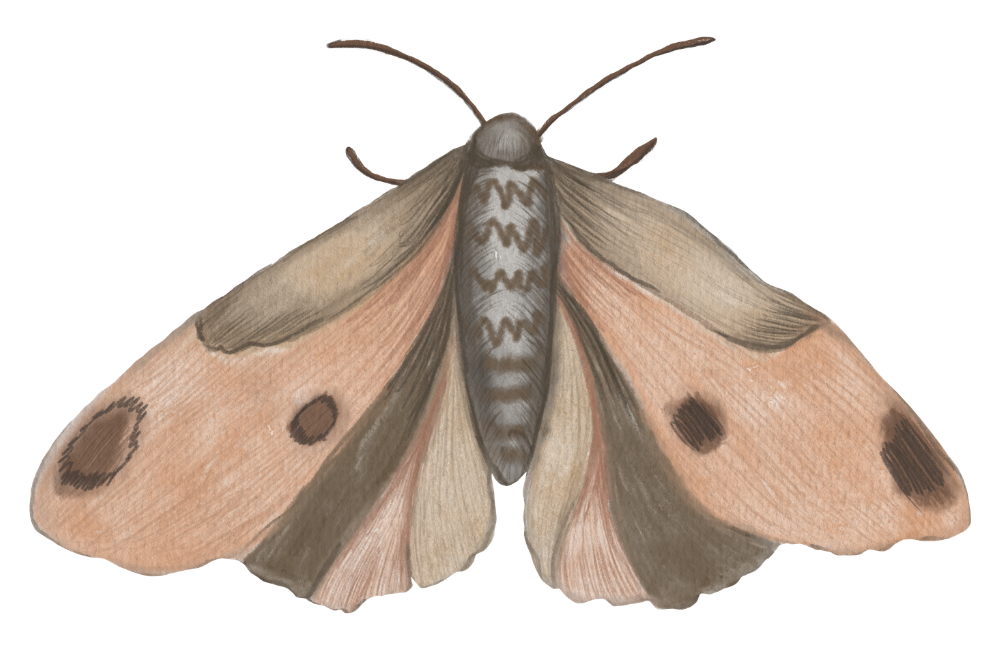 watercolor moth