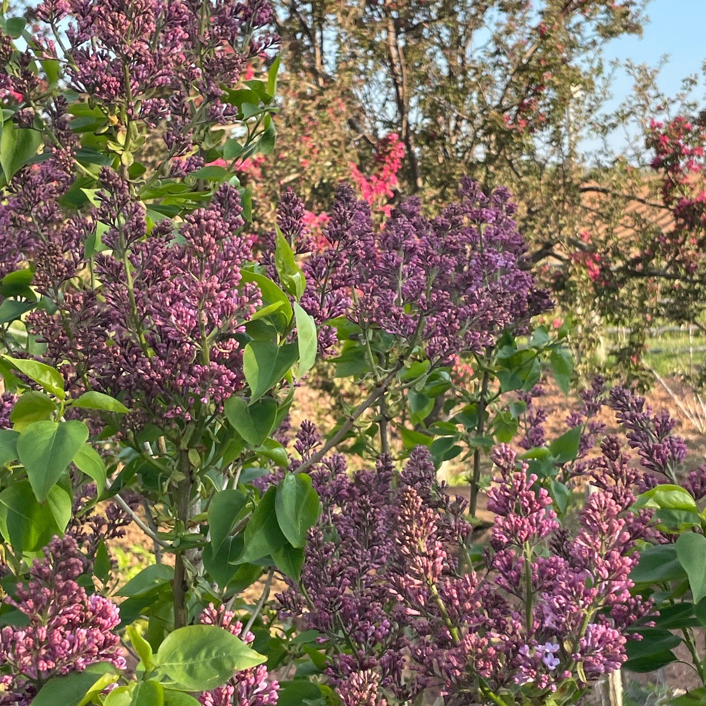 The Lilacs are blooming on PEI.
If you know, you know. That colour. That smell. 
That particular feeling that something good is about to happen. It&rsquo;s a scent and sight that creates immediate feelings in you. 
I have been thinking about that fee