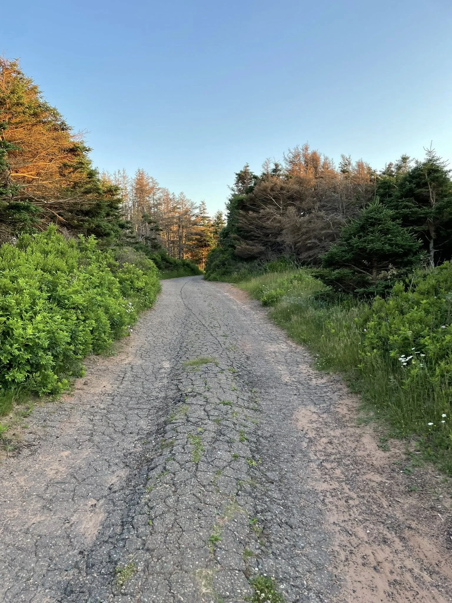 ONE YEAR OF WAYWARD HEARTS: WHAT I PLANNED AND WHAT ISLANDERS TAUGHT ME