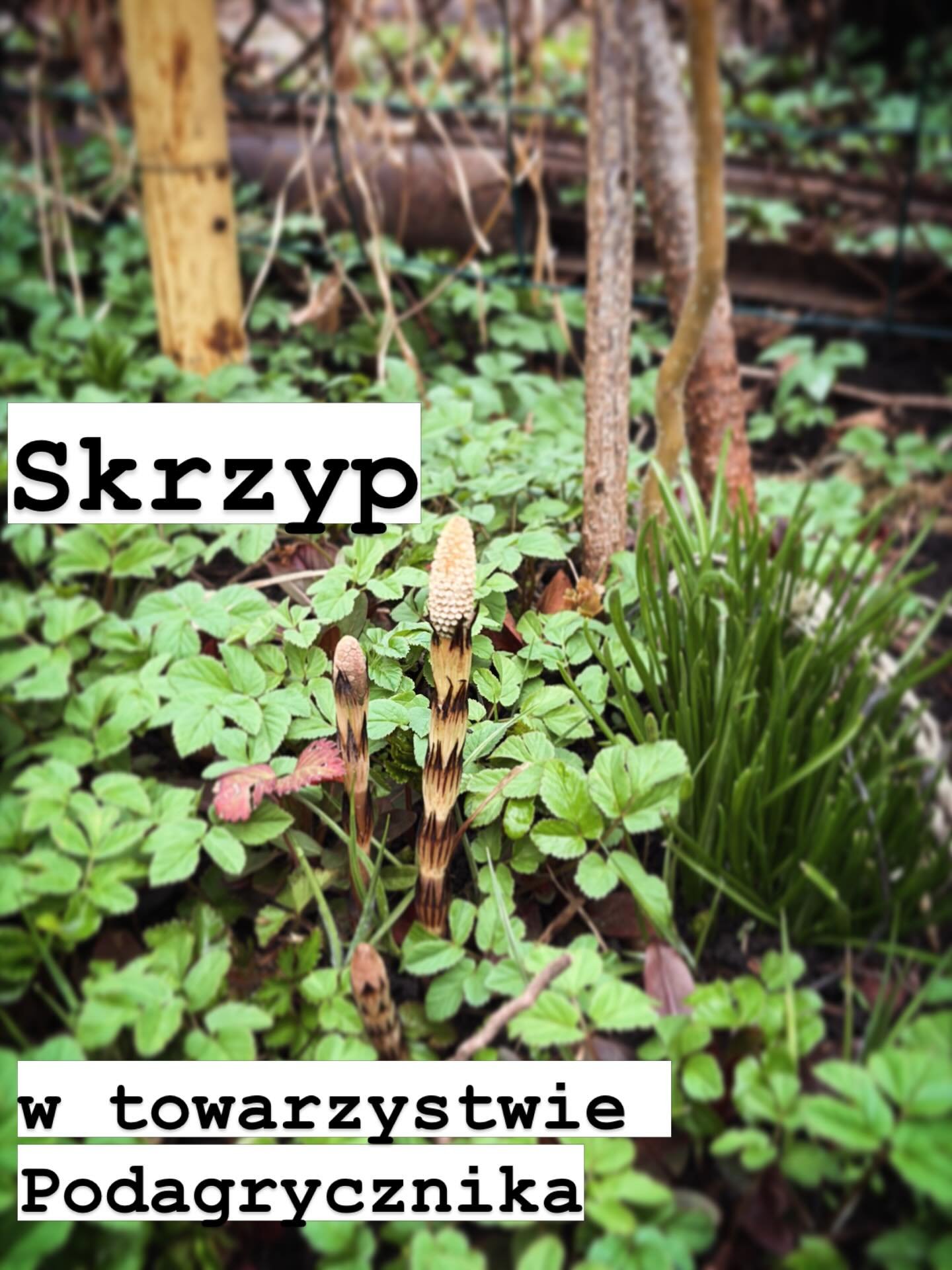 Kocham dziczki, czyli dzikie rośliny jadalne. Właściwie wszystkie rośliny na wiosnę cudownie jest p&oacute;jść do ogr&oacute;dka i nazbierać podagrycznik. Moja nauczycielka Justyna Pargieła dzieli się przepisami i pokazuje, jak w og&oacute;le korzyst