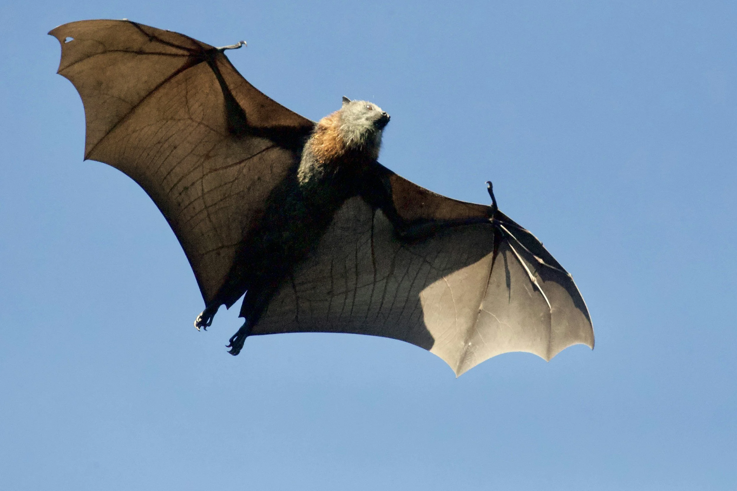 Bat Found in the City of Orange Tests Positive for Rabies