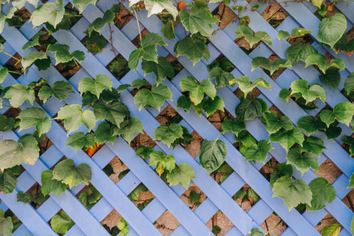 The Ivy and the Trellis