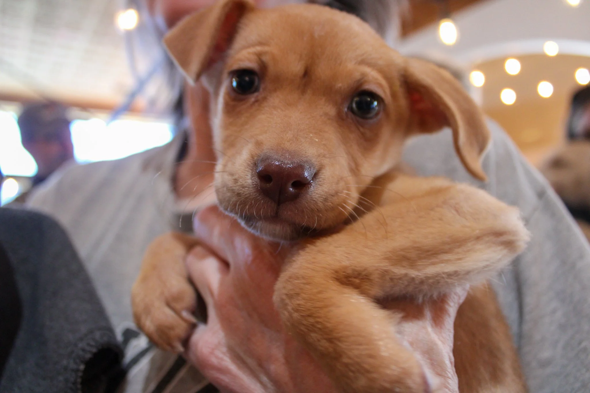 Close-up portrait of a small tan puppy being gently held indoors
