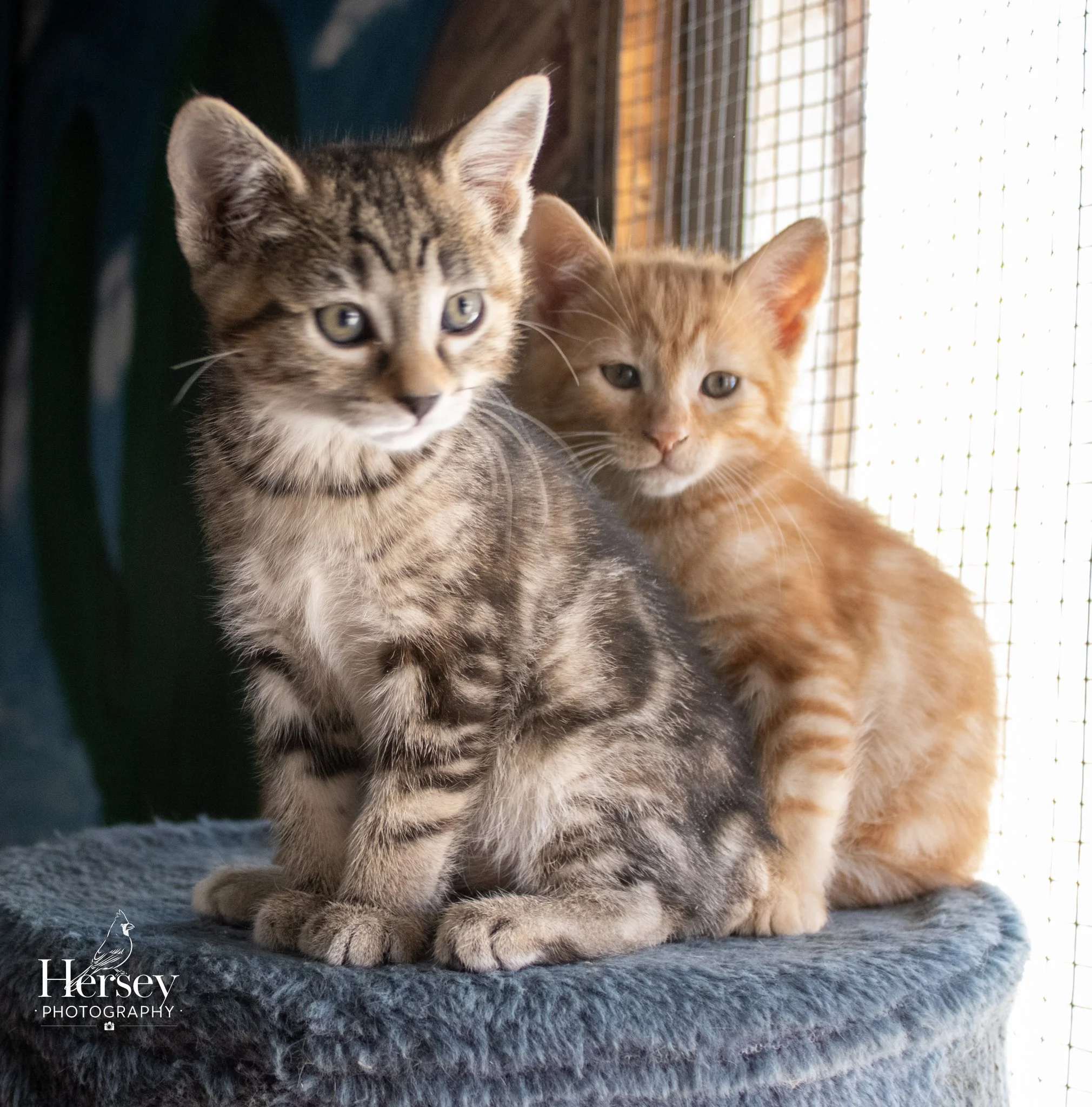 Gray tabby and orange kittens sitting together beside a sunlit window