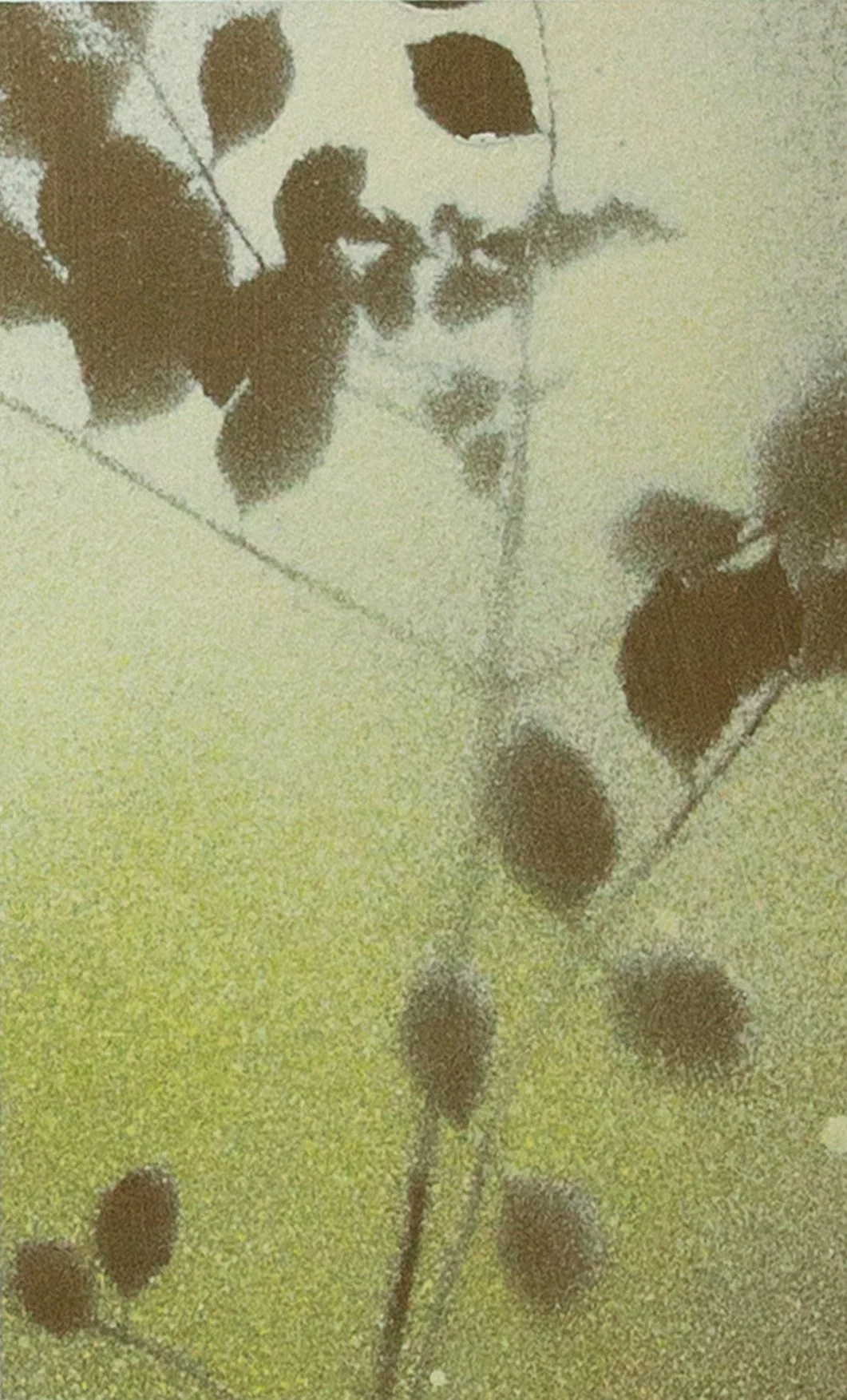 PetiteBotanical18_crop - Chad Anglin.jpg