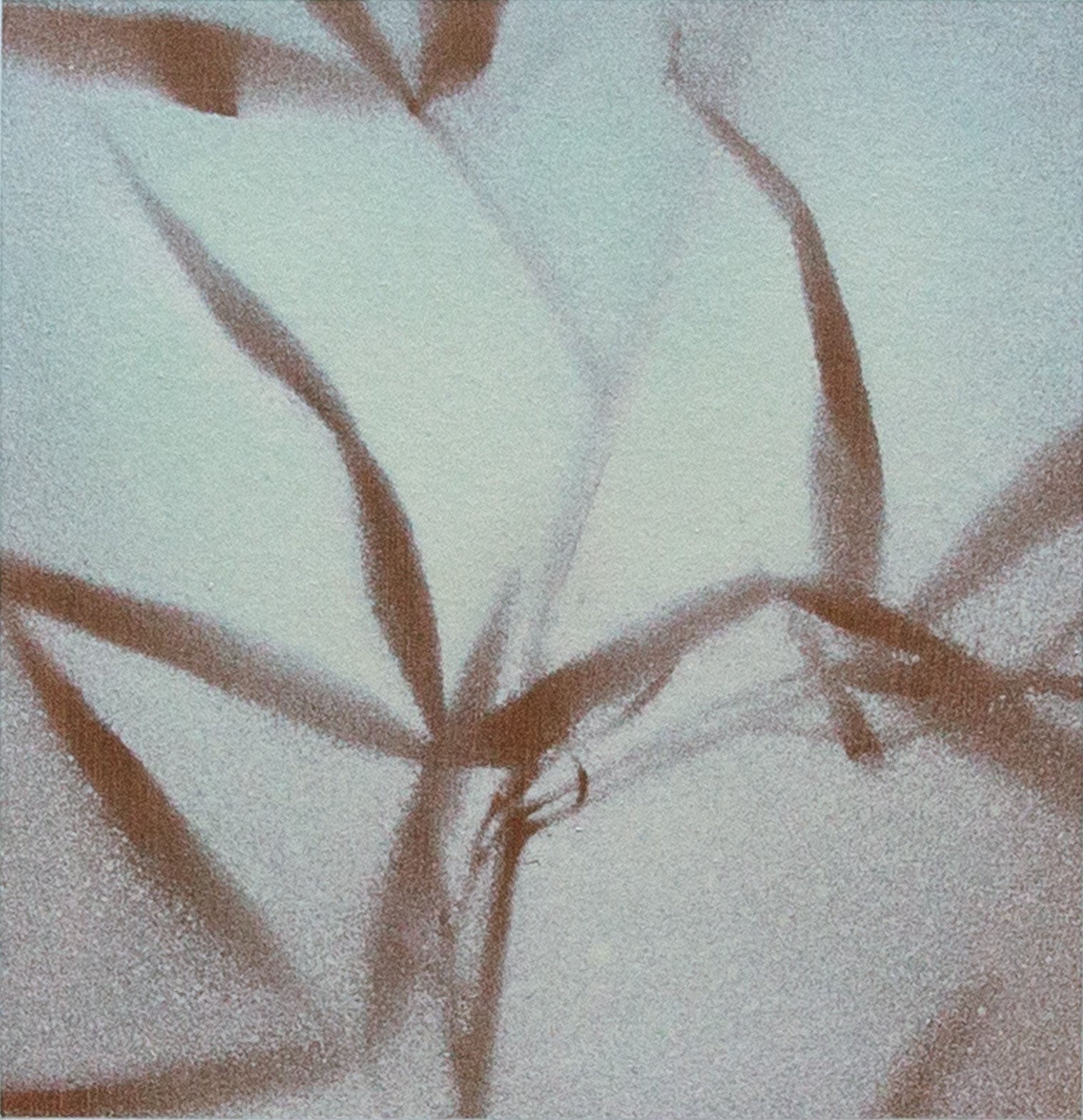 PetiteBotanical8_crop - Chad Anglin.jpg