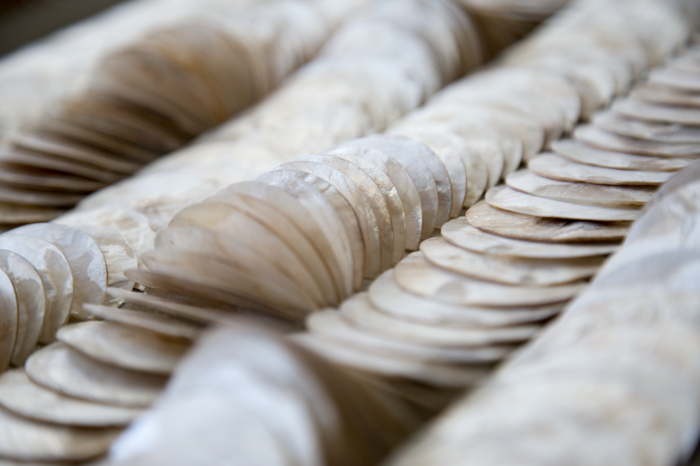 PLACUNA WAVES 01 : 02 D.png