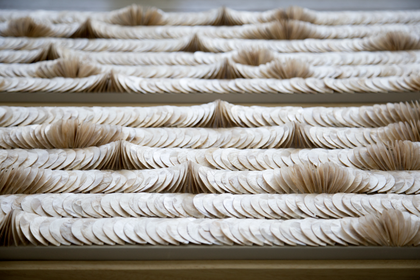 PLACUNA WAVES 01 : 02 B.png