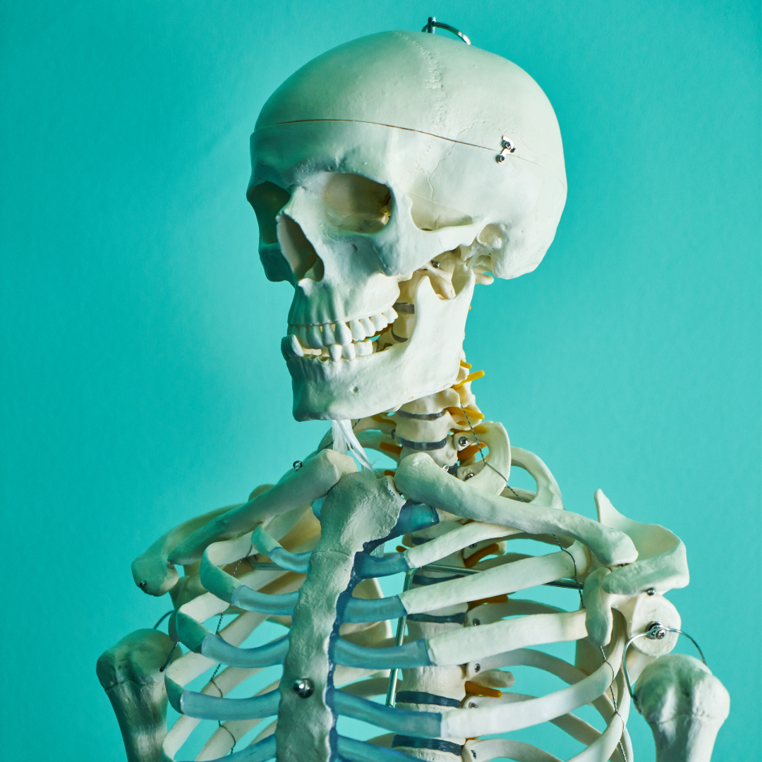 An anatomical skeleton model showing the jaw and temporomandibular joint used to explain TMJ disorders