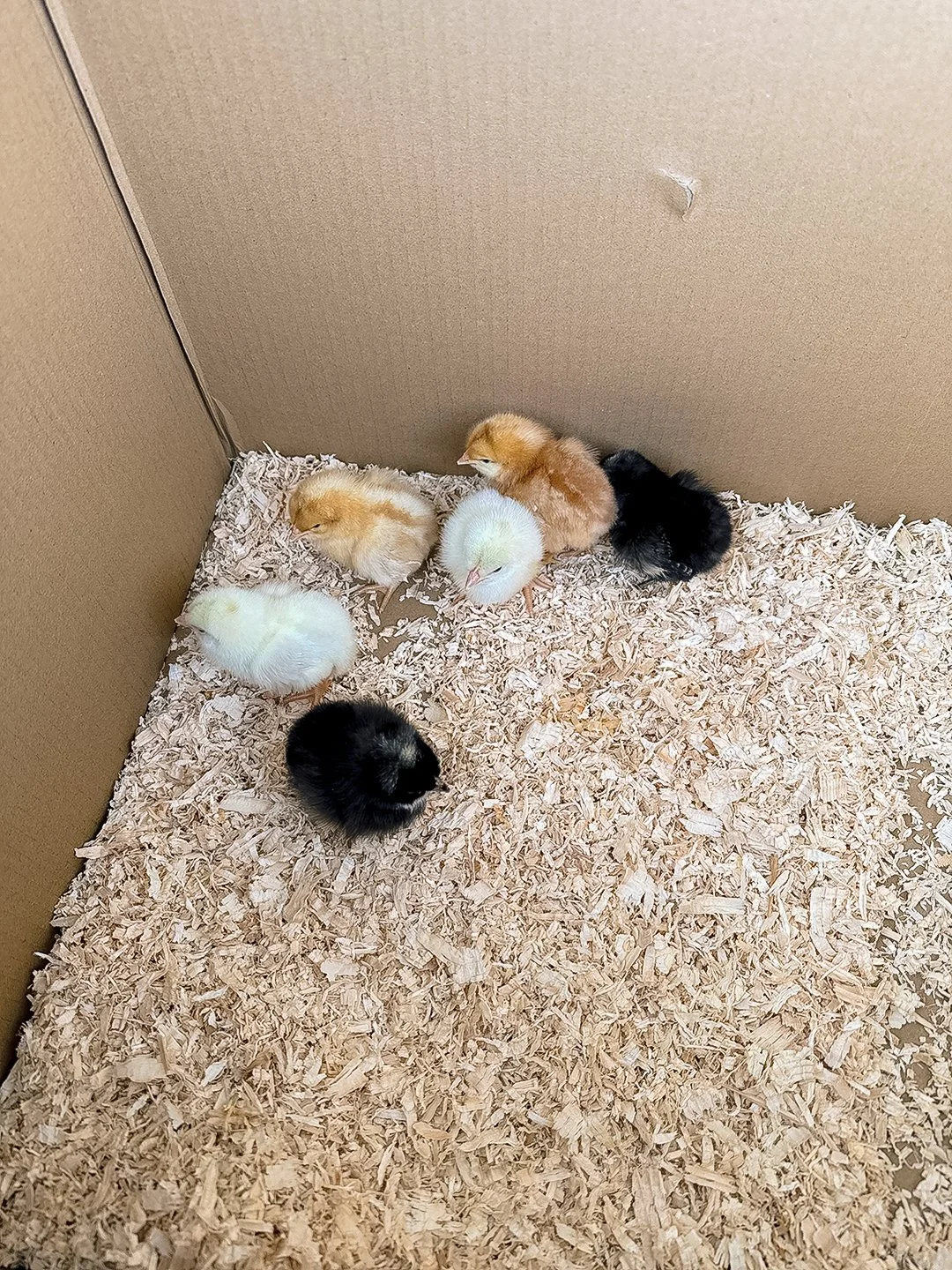 Little-pullets-baby-chicks-chataue-de-luvi.jpeg