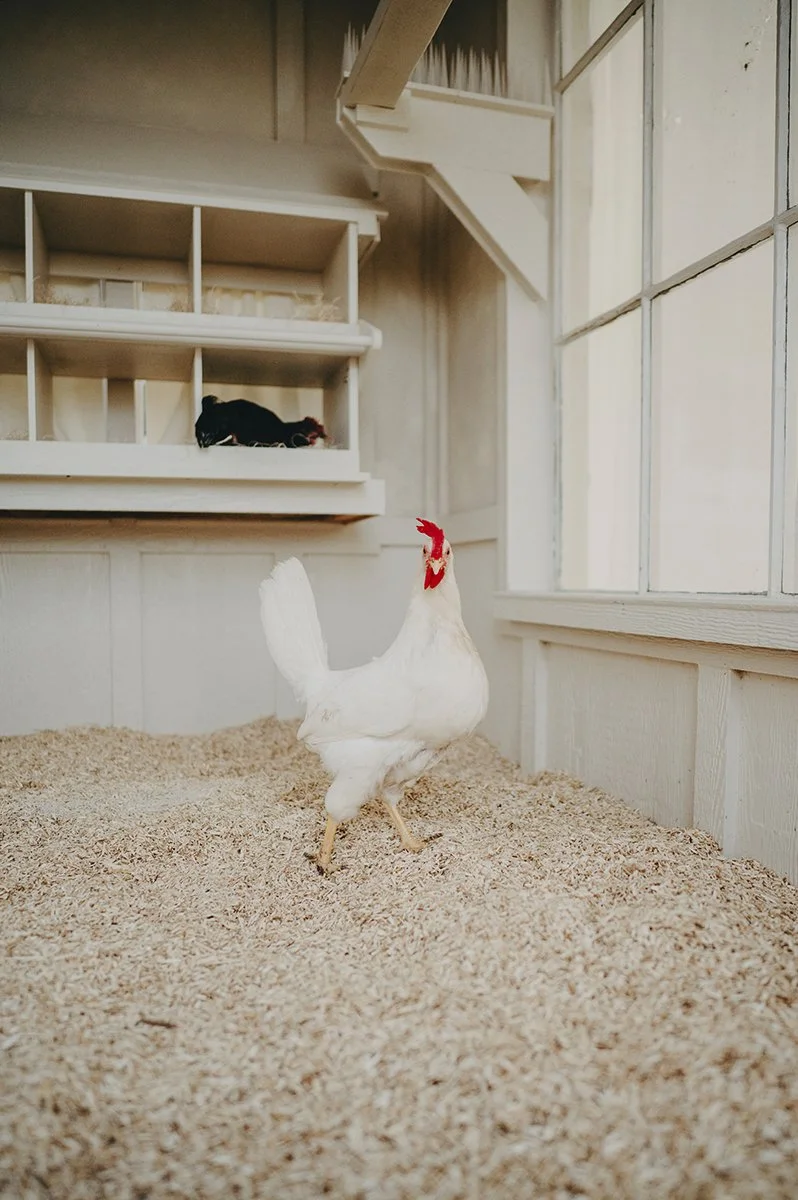 chateau-de-luvi-white-leghorn-hen-inside-coop-bedding.jpg