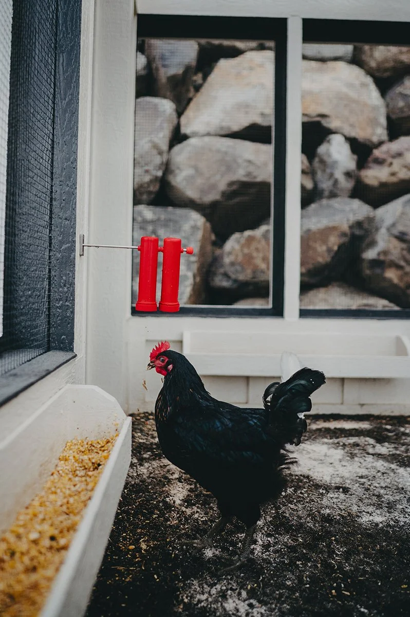 chateau-de-luvi-hen-playing-with-grubbly-farms-treat-dispenser.jpg