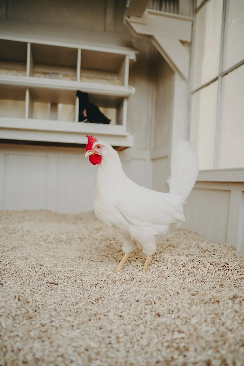 chateau-de-luvi-hen-inside-chicken-coop.jpg