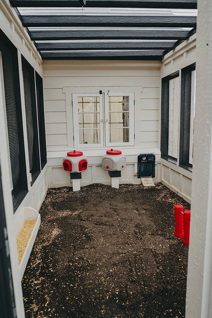 Chicken run treated with First Saturday Lime for hygiene, odor control, and pest prevention.