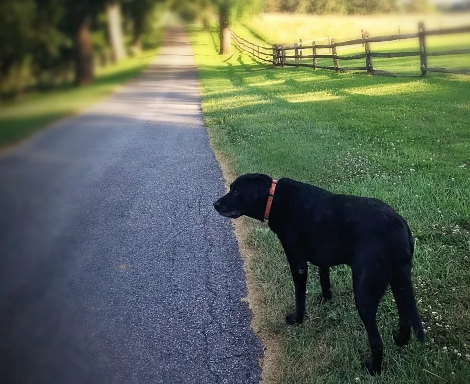 Choosing Your Vet is like Choosing Your Life Partner