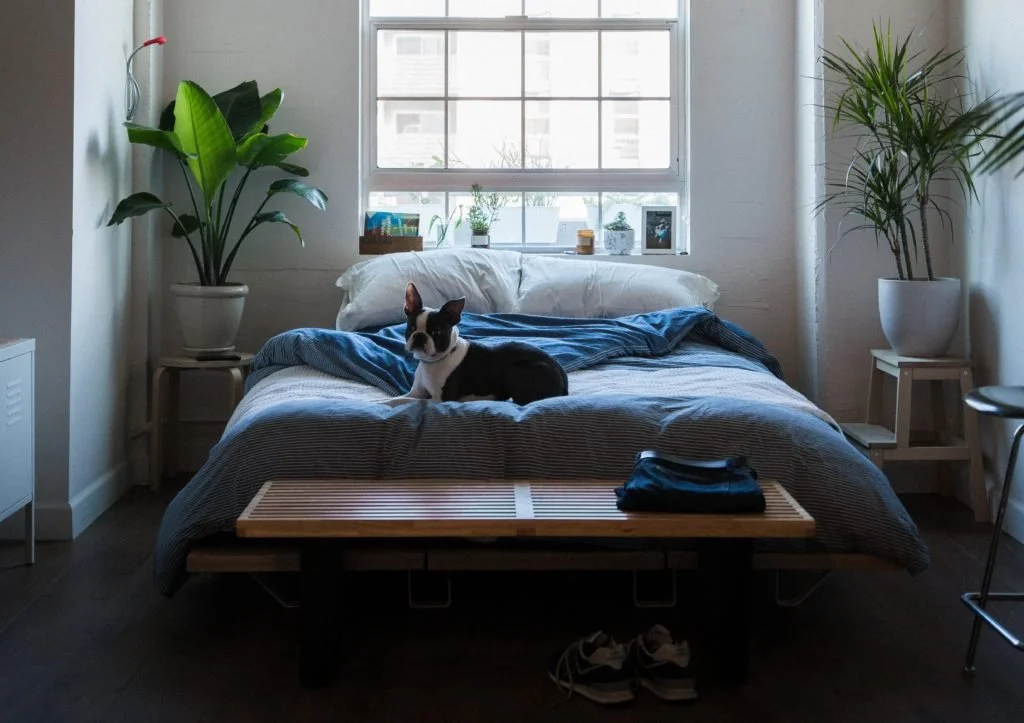 Millennials Are Buying Homes Because of Their Dogs  