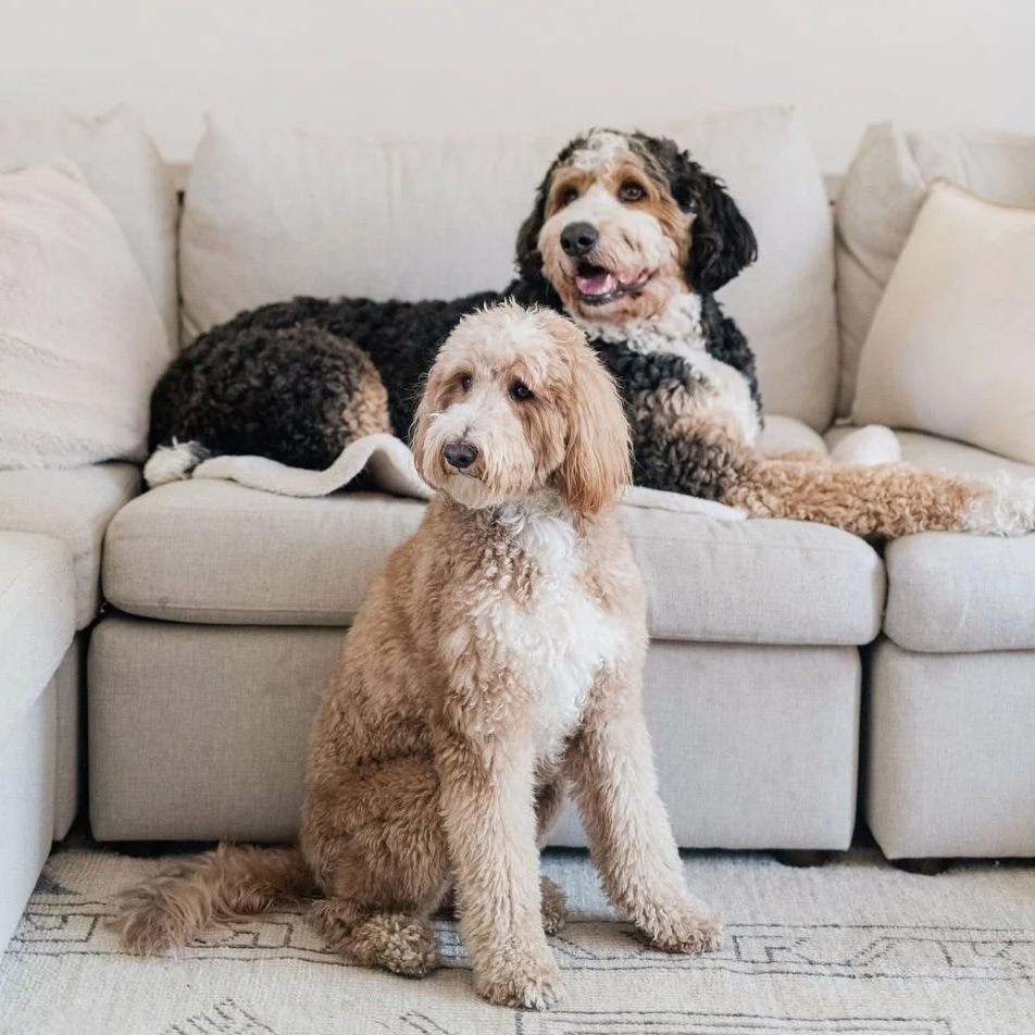 Two dogs on a light-colored sofa in a living room.