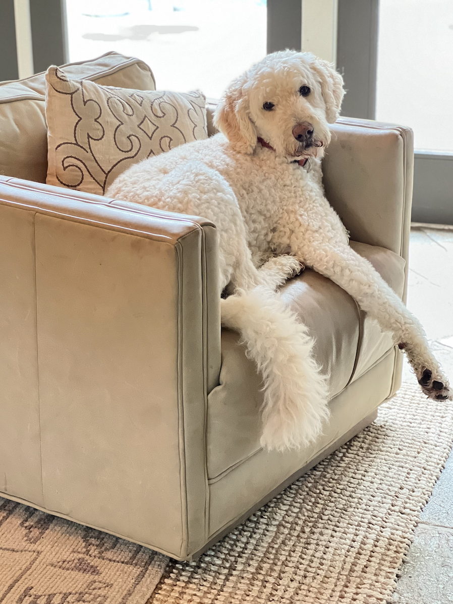 A white curly-coated dog sitting on a beige armchair next to a decorative pillow, by a window with light streaming in.