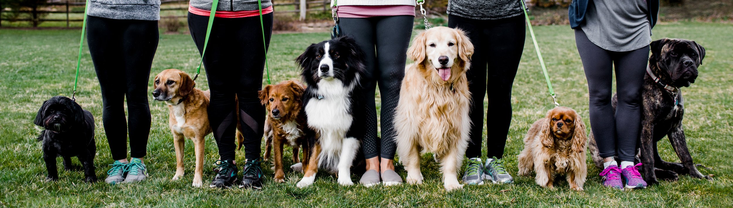 A group of people standing on grass, each holding a leash attached to a different dog. The dogs vary in breed and size, including a small black dog, a tan and white dog, a brown and white dog, a black and white Border Collie, a golden retriever, and a large black and brindle dog. The people are dressed in leggings and athletic shoes.