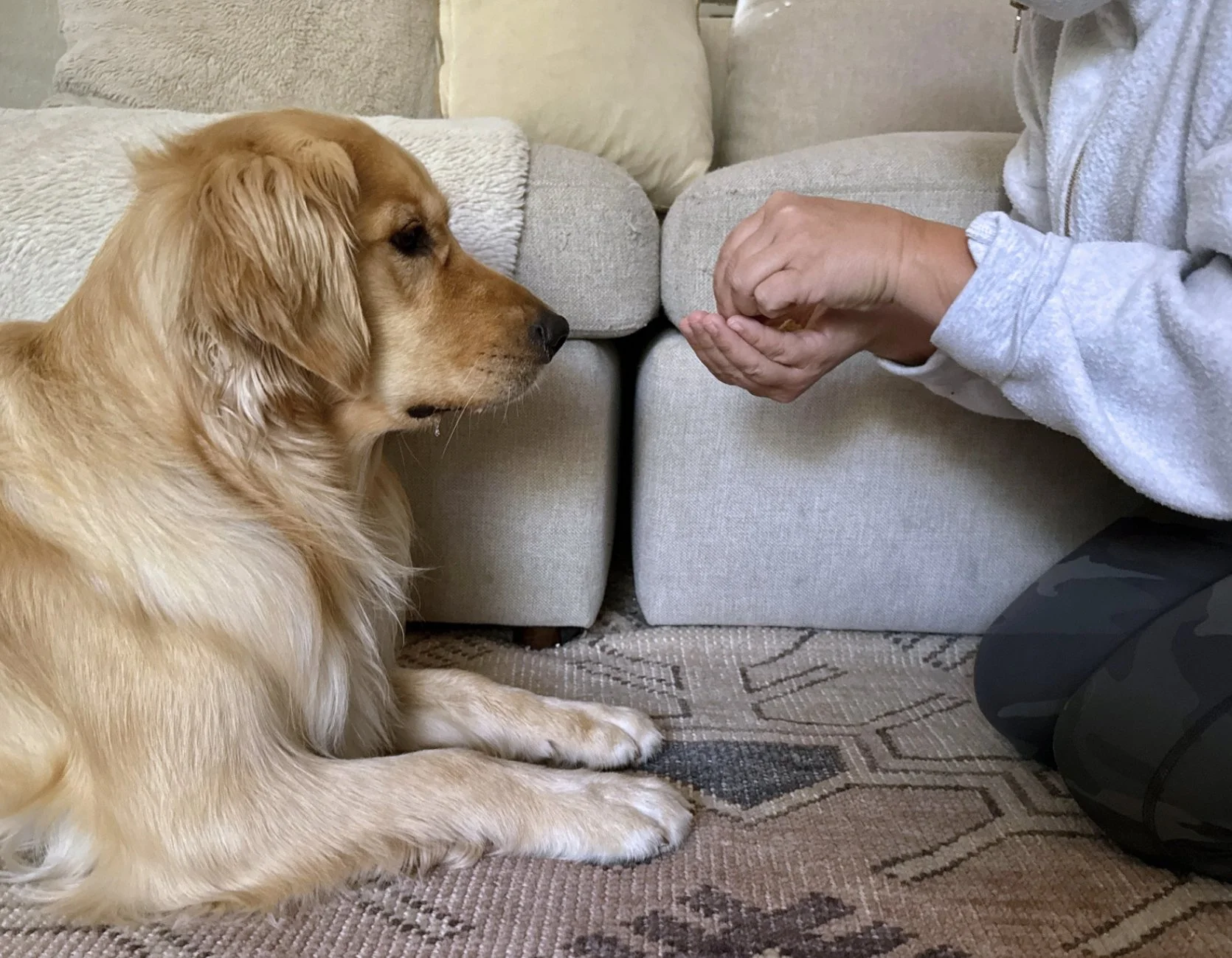 A golden retriever dog sitting on a patterned rug inside a living room, watching a person in a gray sweatshirt who is holding a treat or small object in both hands.