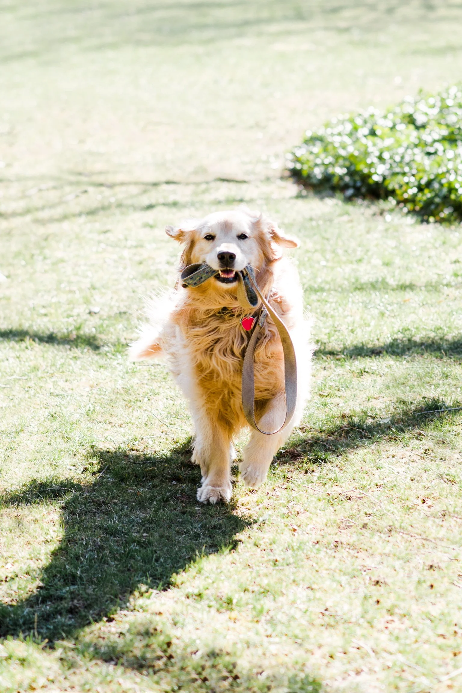 Golden retriever dog running outdoors on grass with a leash in its mouth.