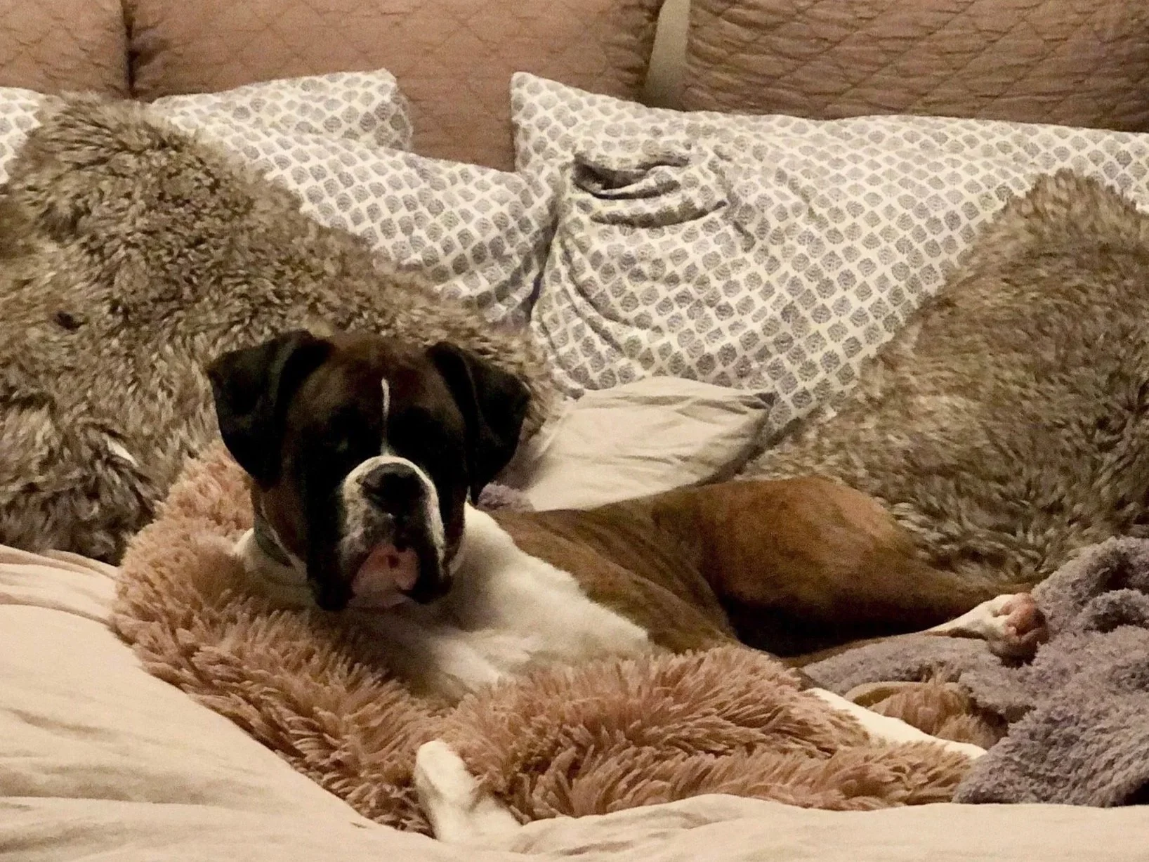 A group of dogs resting on a bed with beige and gray pillows and blankets.