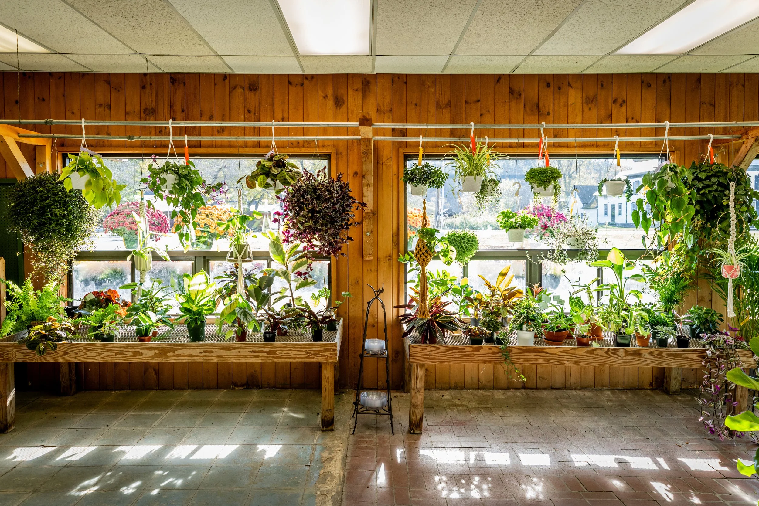 Indoor plant nursery with various potted plants and hanging plants by large windows in a wooden-paneled room, sunlight streaming through the windows.