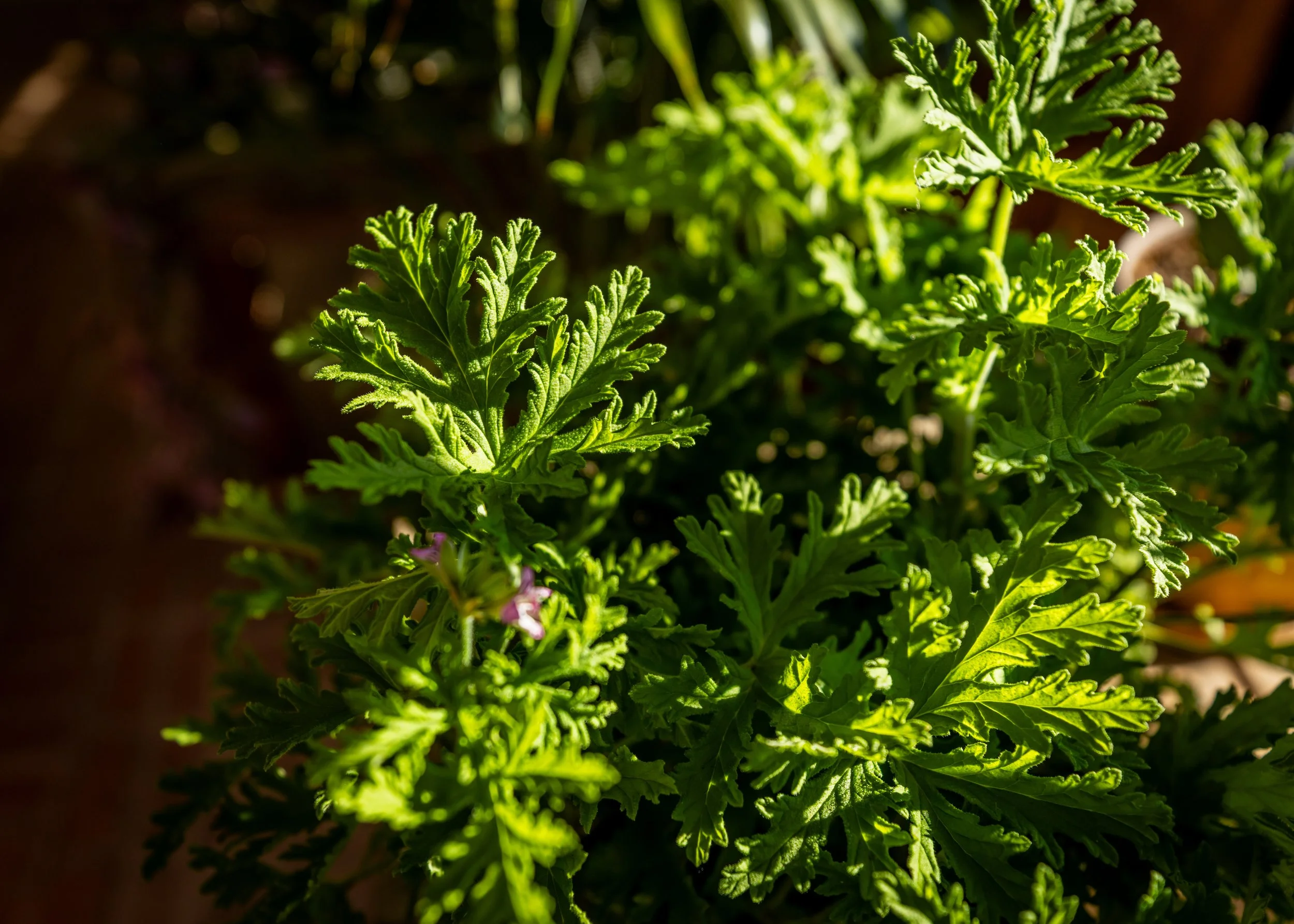 Close-up of green, spiky leaves of a plant with sunlight shining on them.