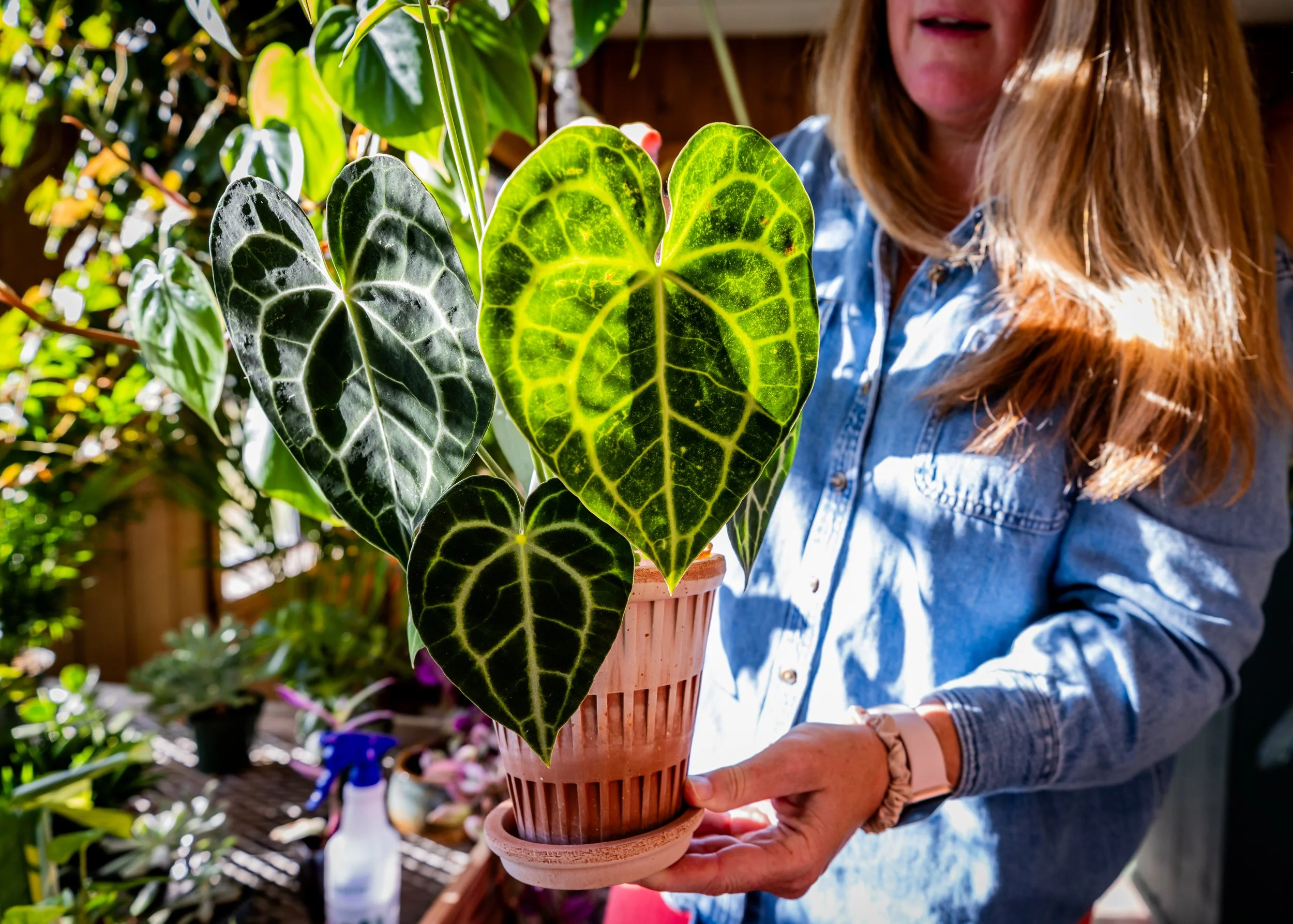A woman holding a potted plant with variegated dark green and bright yellow-green leaves, shaped like hearts, in a garden or greenhouse.