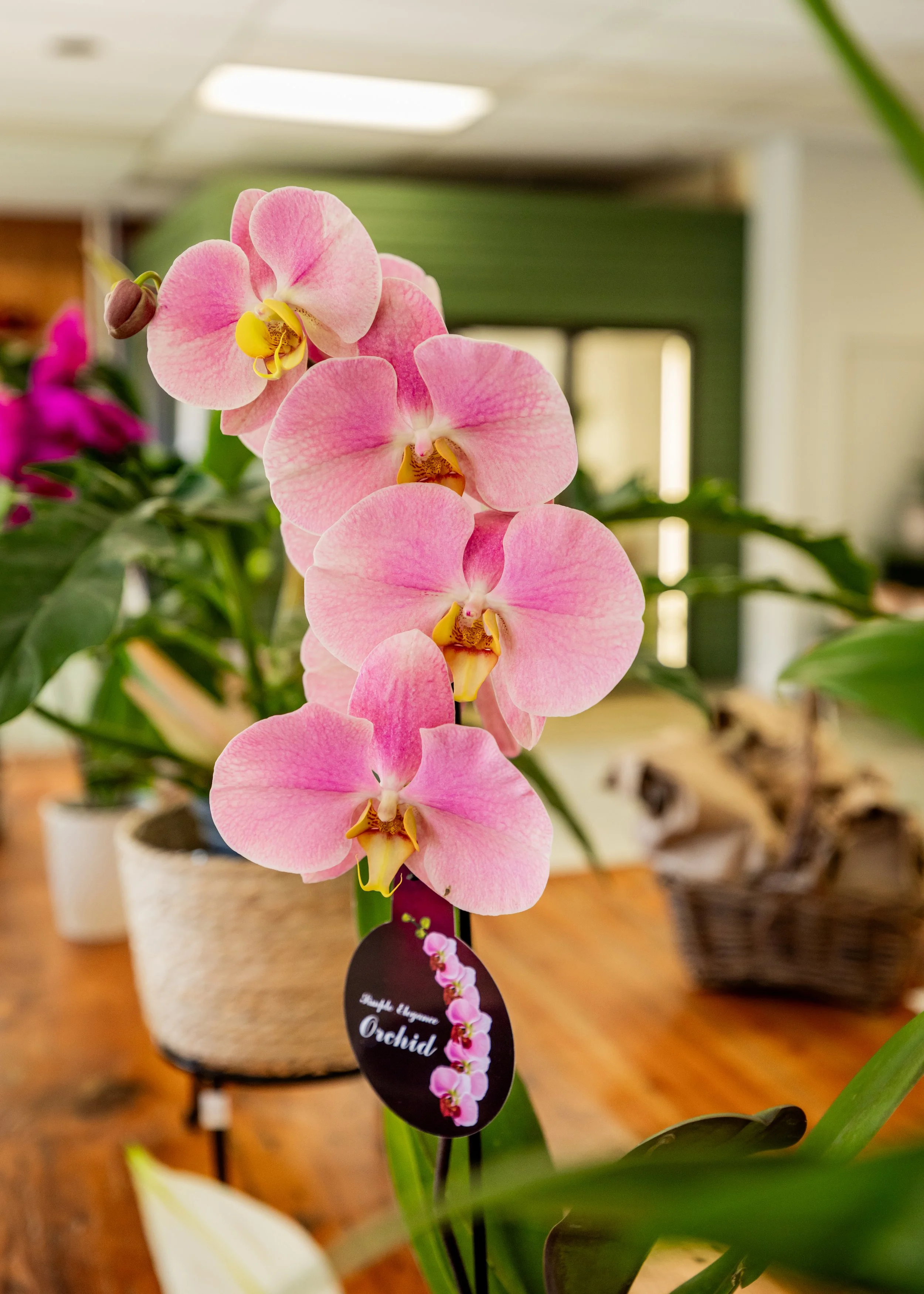 Pink orchid flowers on a tall stem with a black label reading 'Simple elegance Orchid' in a pot indoors, with other plants and flowers visible in the background.