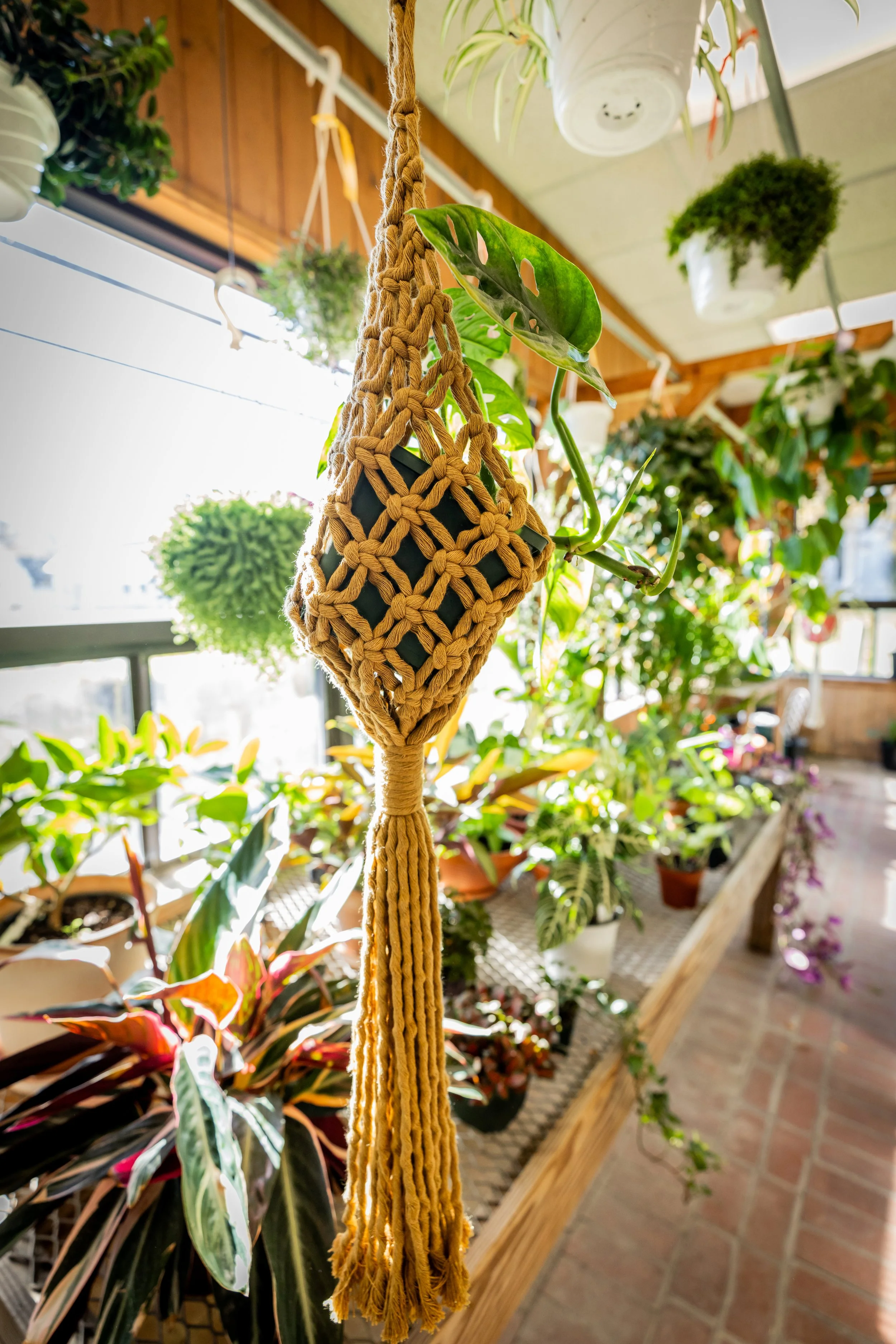 Hanging macrame plant holder with a plant, surrounded by various indoor plants in a sunlit greenhouse or plant nursery.