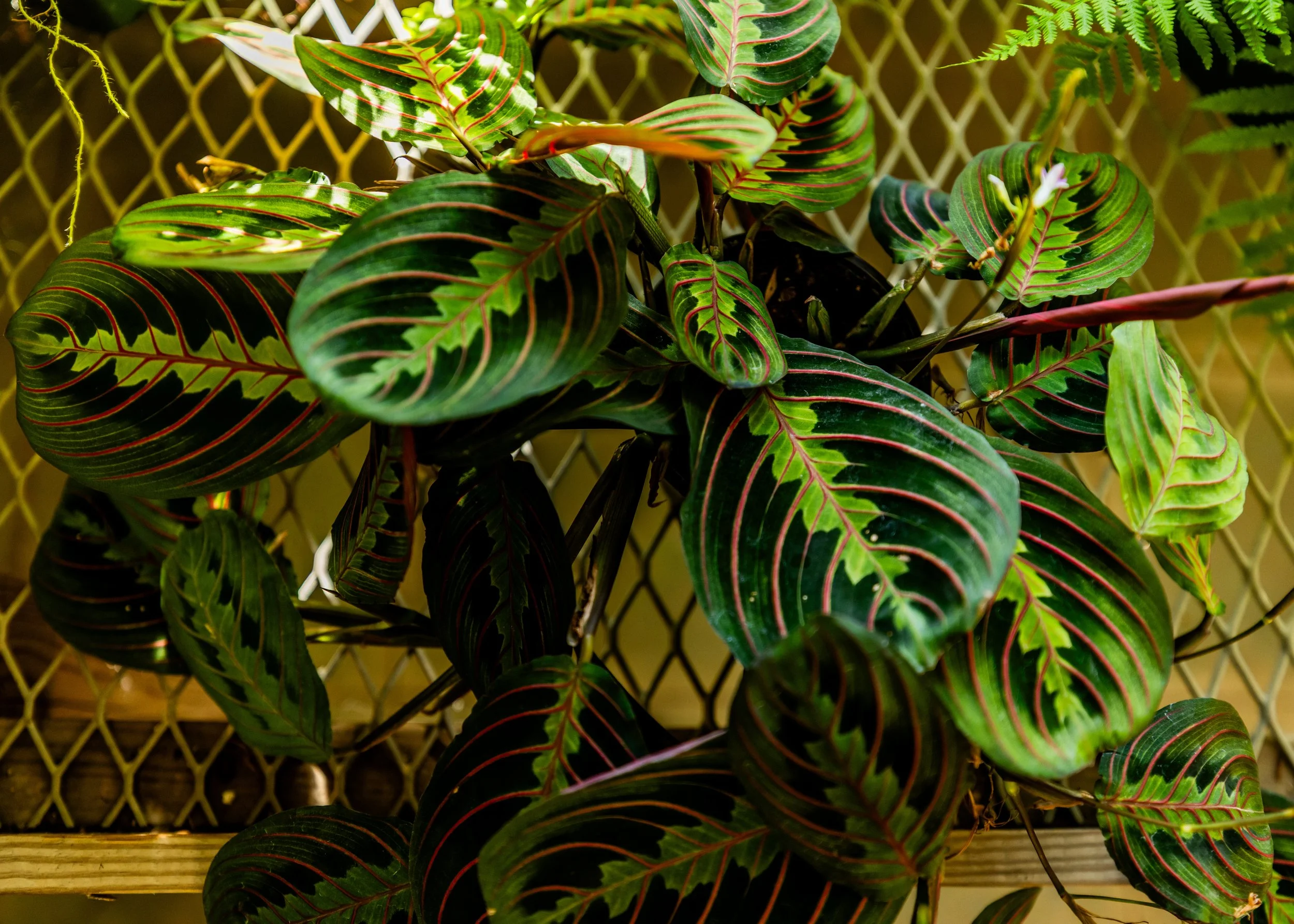 Colorful plant with dark green leaves featuring red and pink veins, growing against a yellow lattice background.