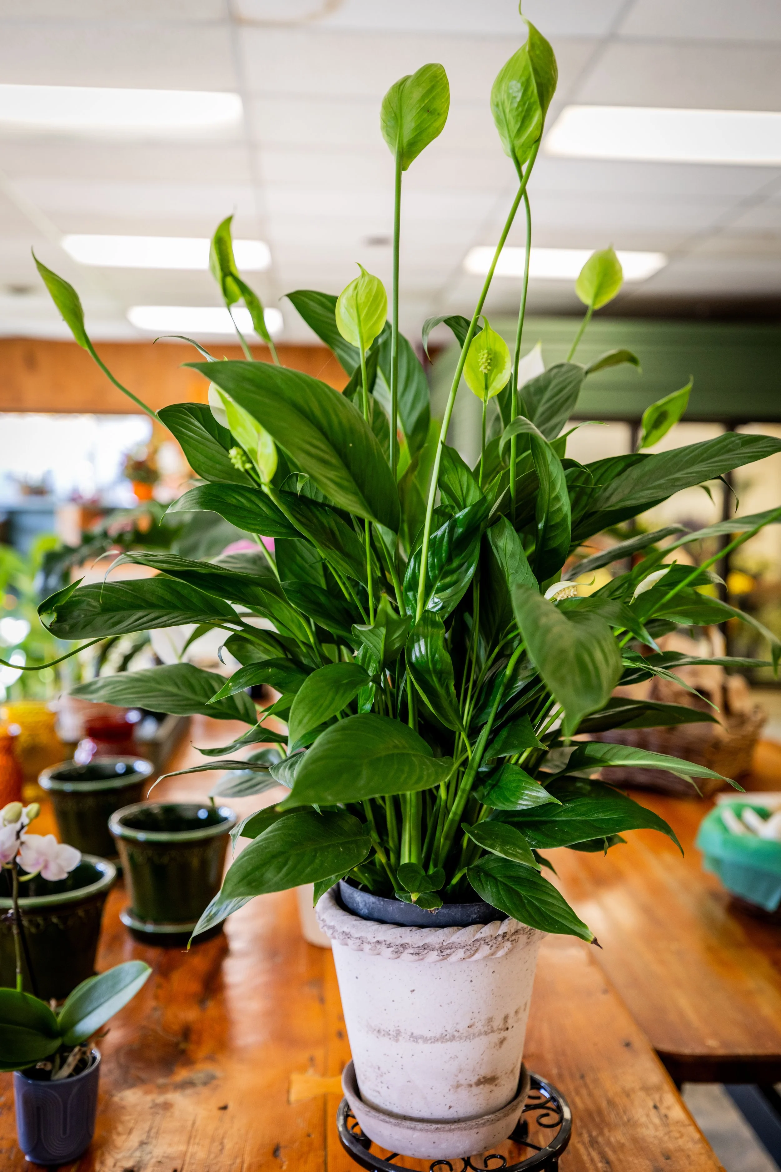 Large potted peace lily plant with glossy green leaves and white flowers, in a white textured pot on a wooden table.