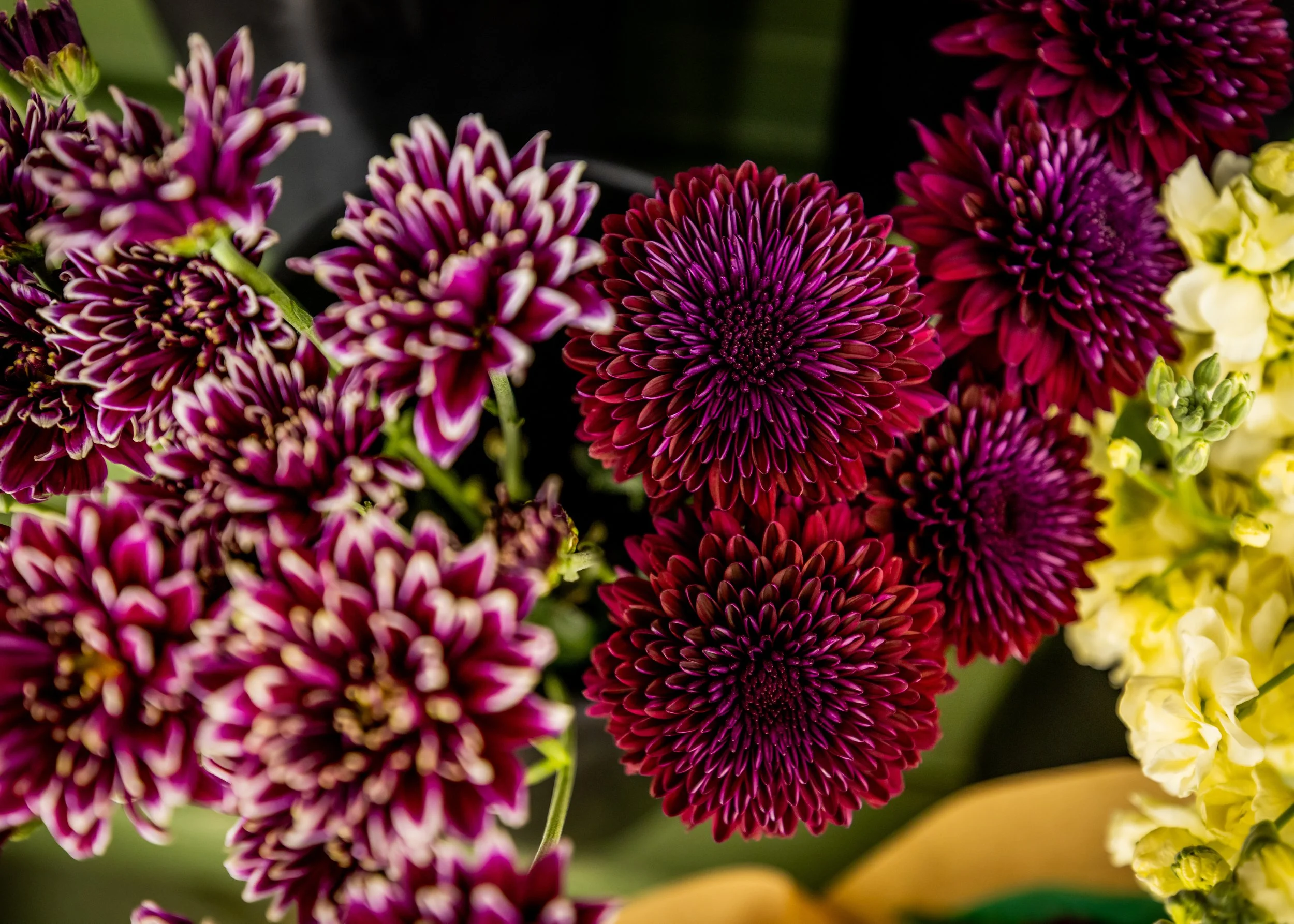Close-up of purple, pink, and yellow flowers, including dahlias and other floral varieties.