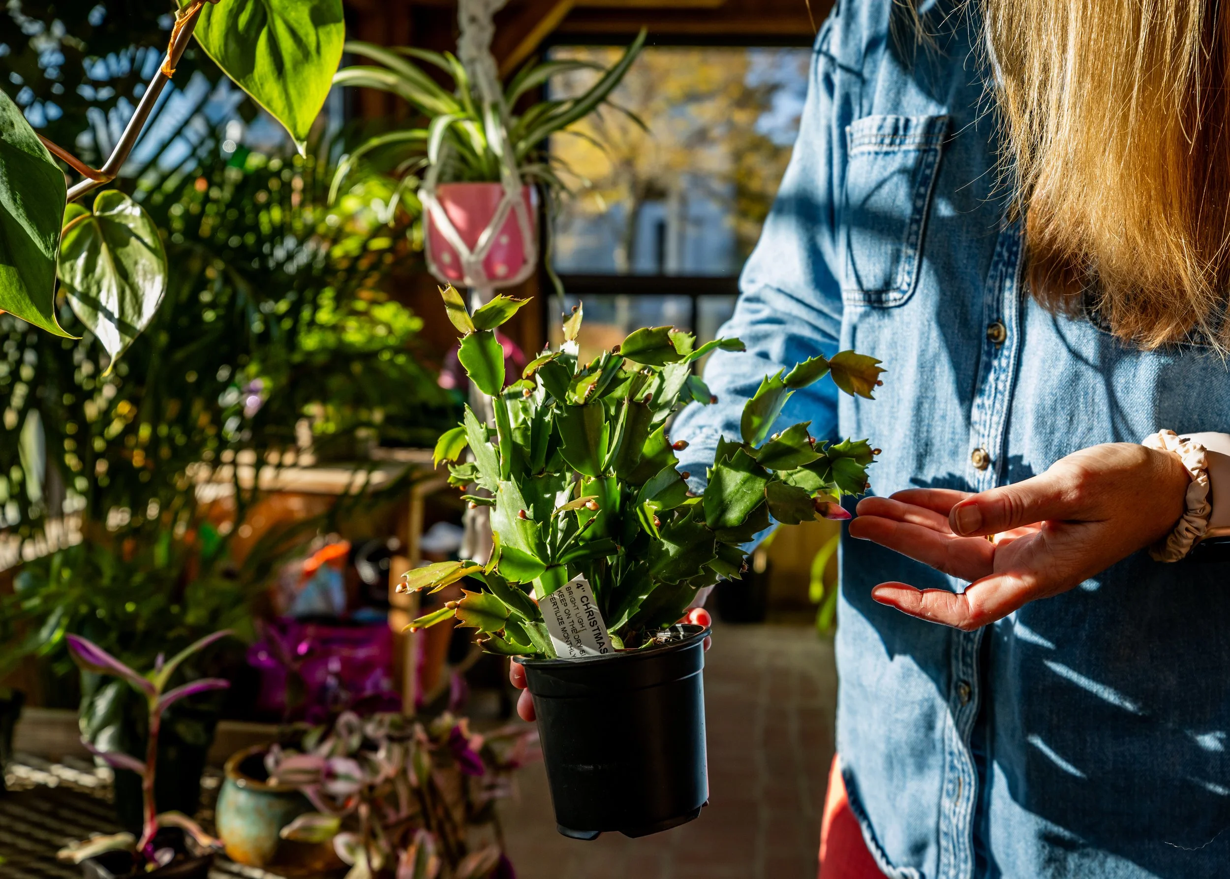 Person holding a potted Christmas cactus plant in a greenhouse or plant shop, surrounded by various potted plants and greenery.