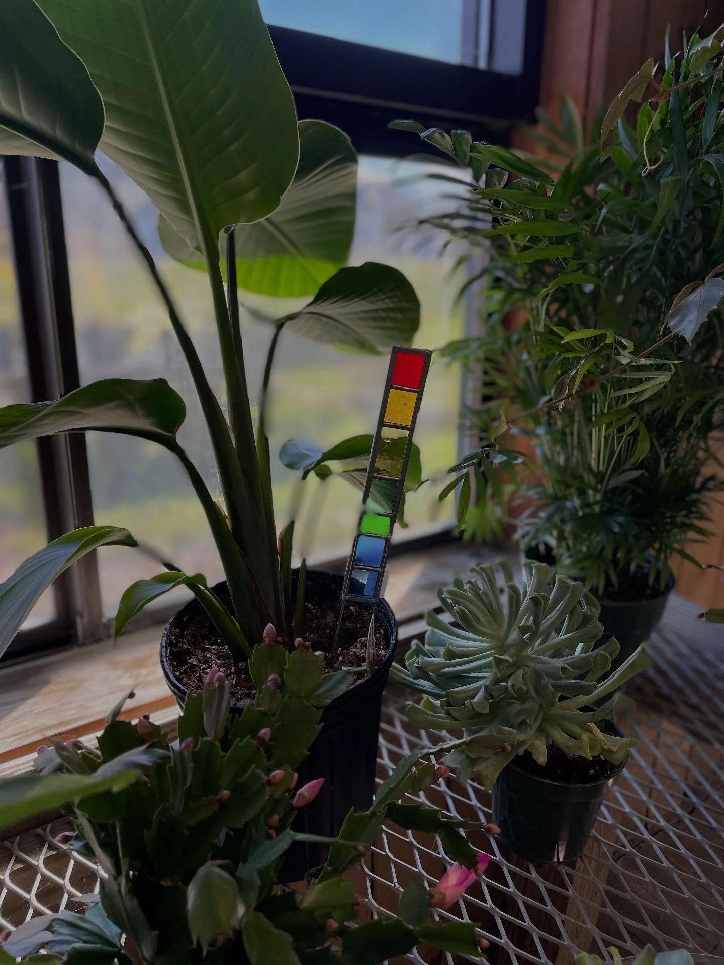Indoor scene with a variety of potted plants on a metal mesh table by a window, including a large broad-leafed plant with color-coded tags, and greenery in the background.