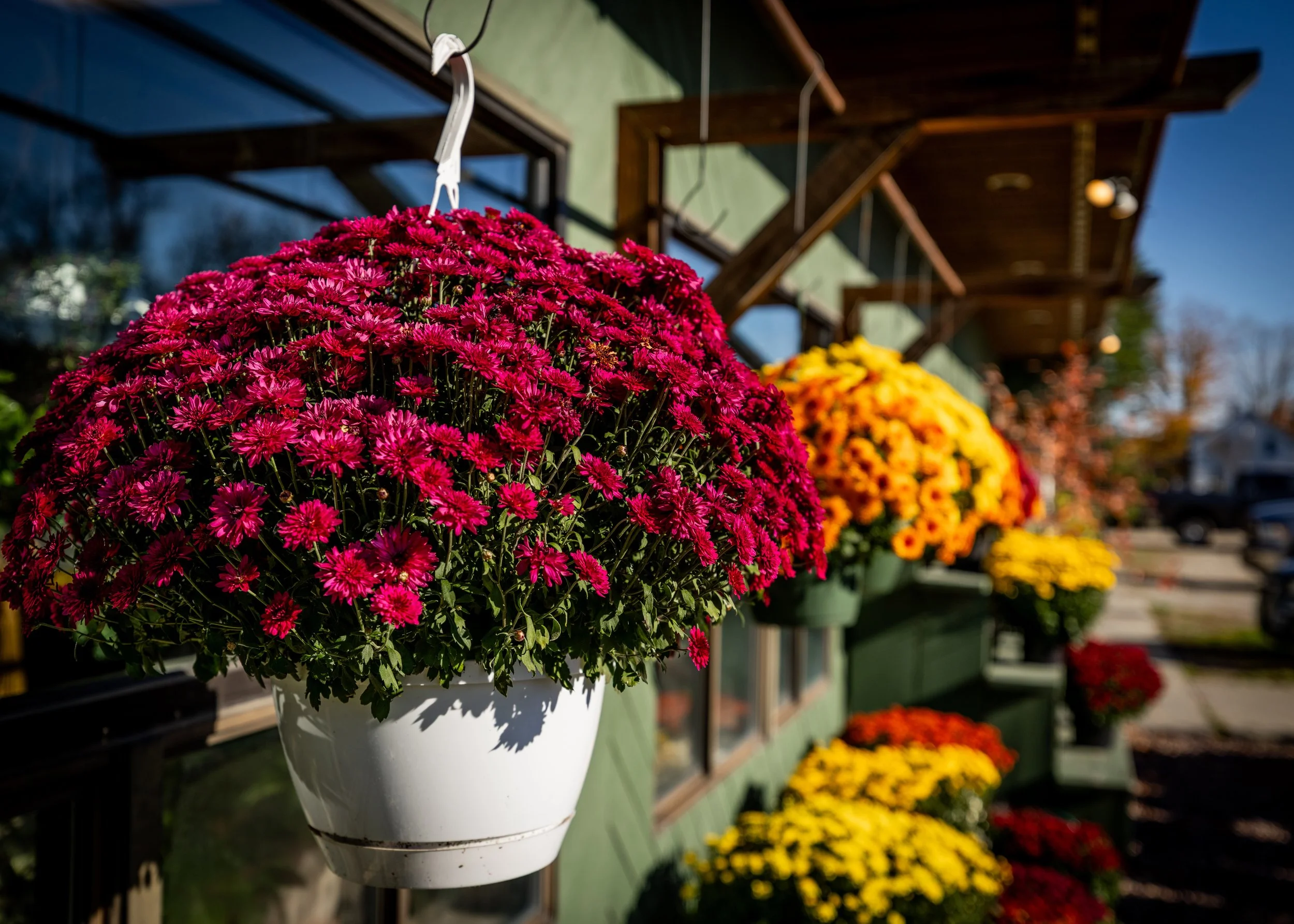 Hanging pink chrysanthemum flowers in a white pot outside a storefront with other colorful chrysanthemums and a green building.