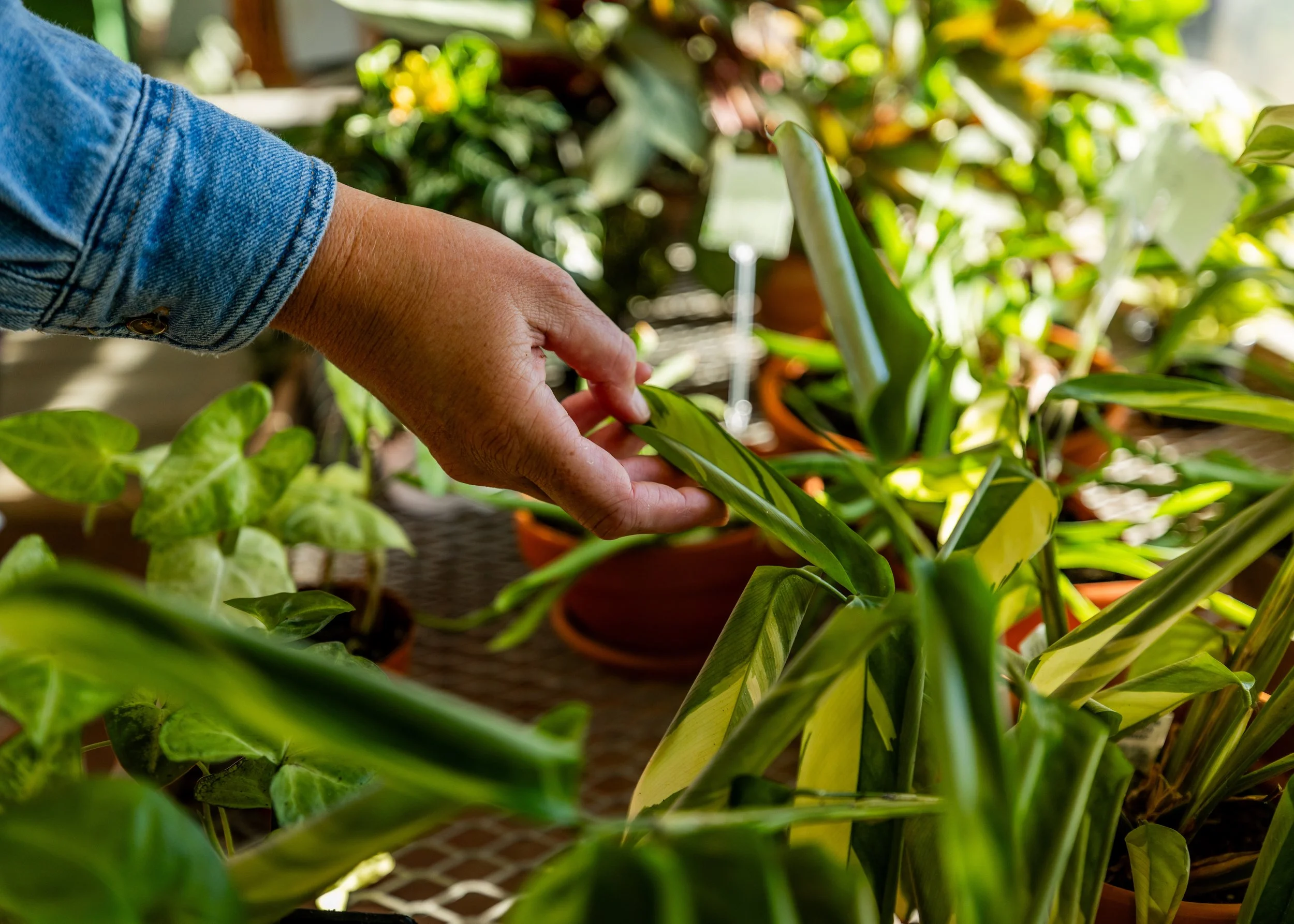 A hand in a denim jacket tending to green potted plants in a garden or greenhouse.