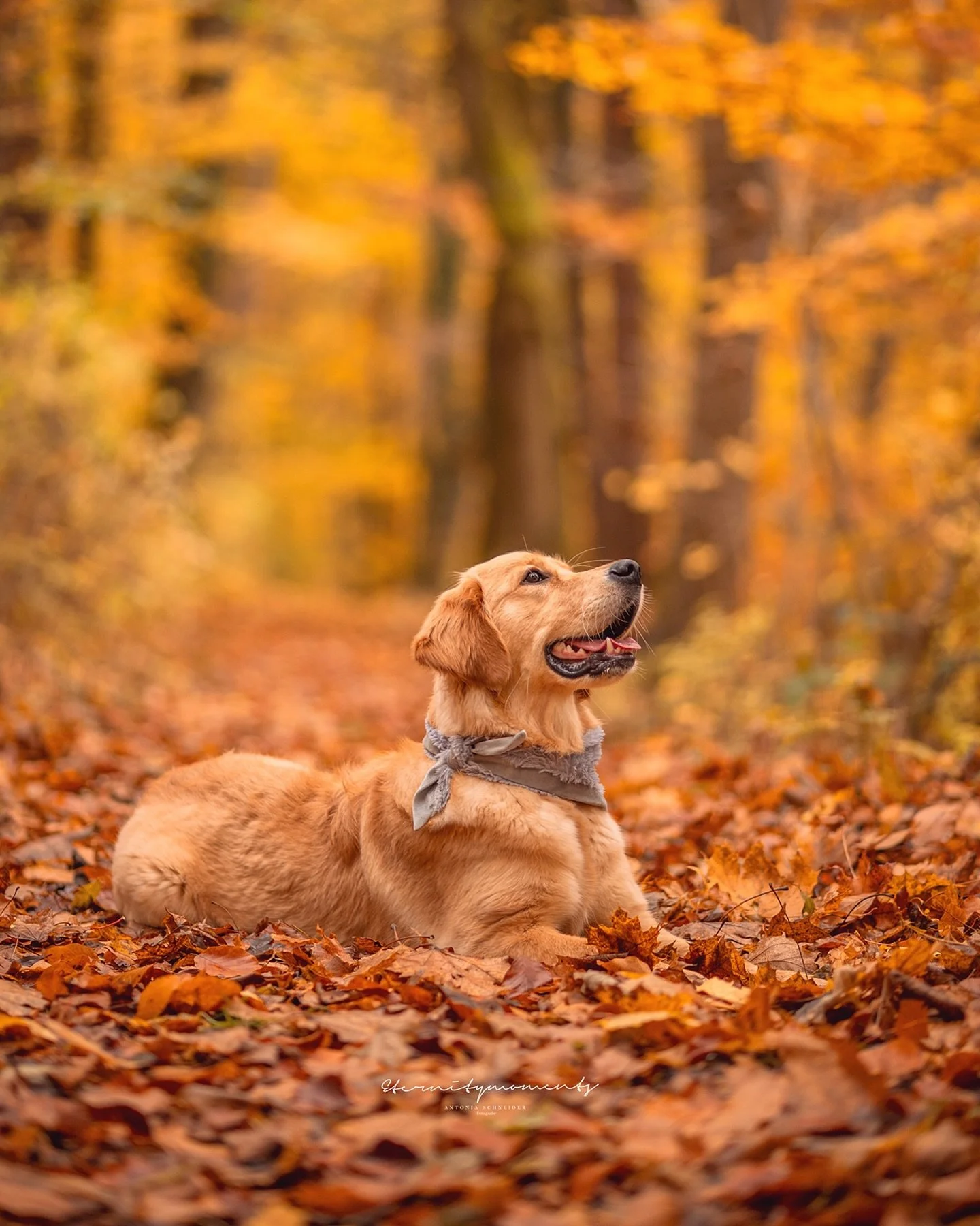 L O T T E 🍂

Heute stand Lotte (aka die beste Freundin meiner H&uuml;ndin) vor meiner Kamera 📸 und wir haben ein paar richtig sch&ouml;ne herbstliche Bilder von ihr eingefangen 🥰! Obwohl sie etwas beleidigt war, dass ich Amie daheim gelassen habe,