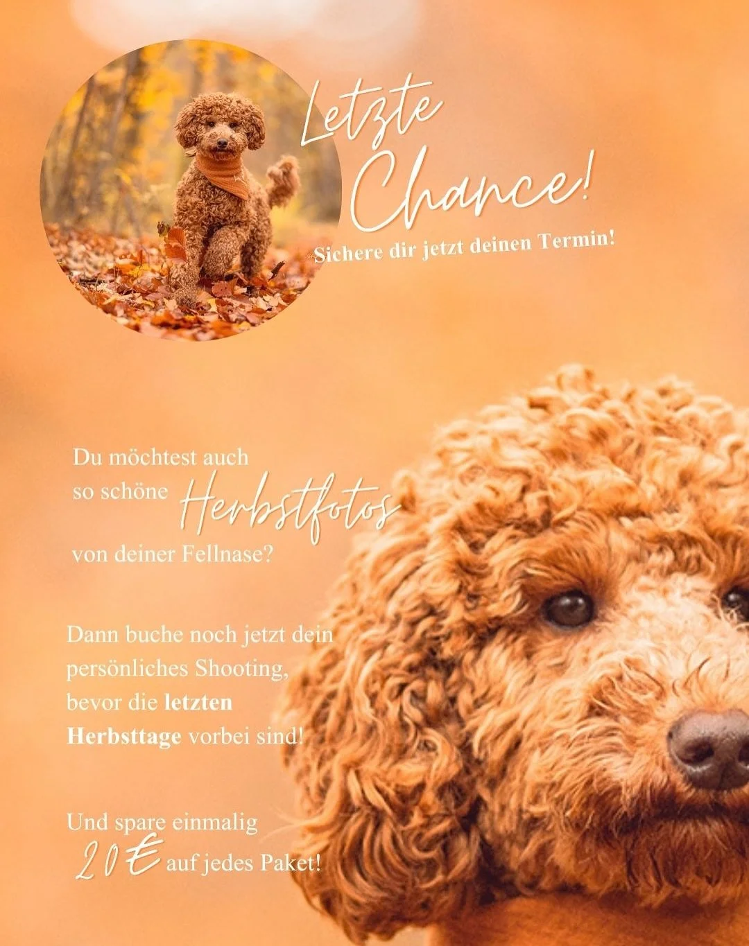 L E T Z T E  C H A N C E 🍂

Die letzten Herbsttage sind angebrochen &amp; es dauert nicht mehr lange, bis die bunten Bl&auml;tter von kargen &Auml;sten abgel&ouml;st werden&hellip; 

Also nutze jetzt deine Chance f&uuml;r tolle Herbstfotos 😍! 

Und