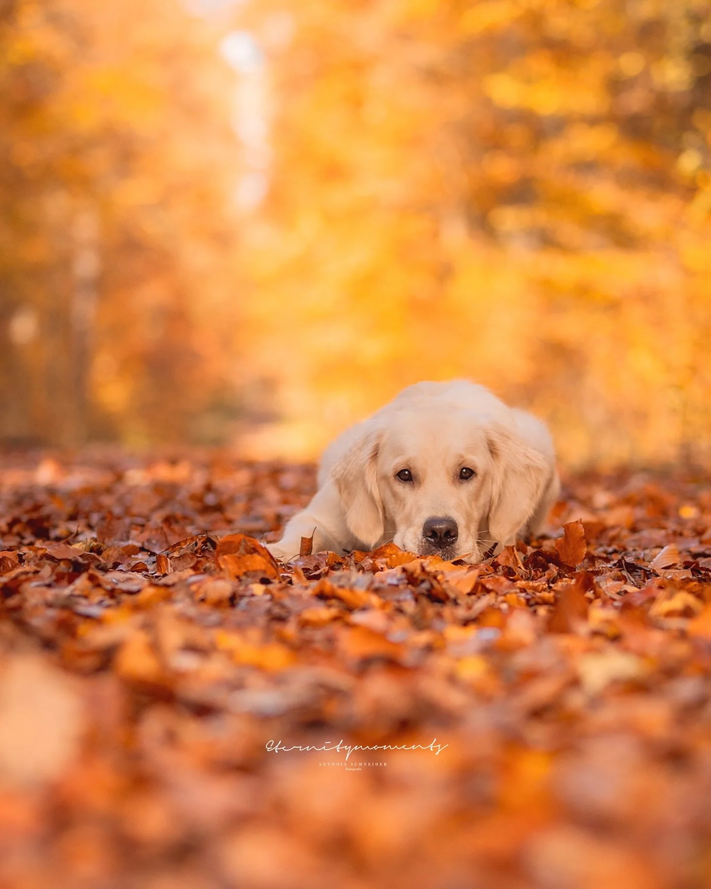 A M I E 

Beim heutigen Spaziergang habe ich endlich wieder meine Kamera mitgenommen, um ein paar Fotos von meiner H&uuml;ndin zu machen 🥰 wir waren in einem richtig sch&ouml;nen Wald unterwegs 😍! Die Empfehlung haben wir von der lieben @frau.vonzu