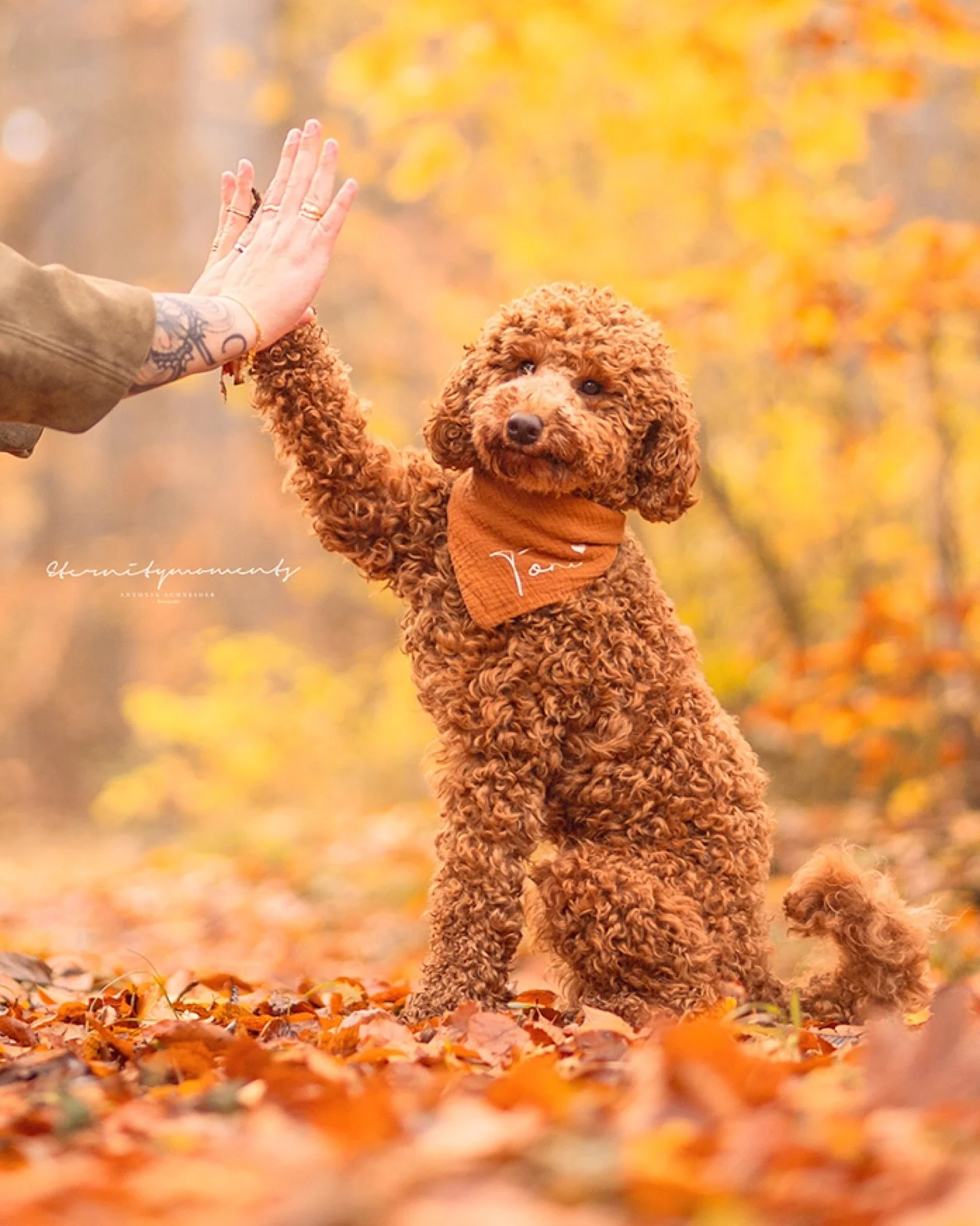 T O N I 🍂

Vor ein paar Tagen durfte ich Alicia &amp; ihren Kleinpudel kennenlernen ☺️ und wie perfekt passt der Kleine bitte in den Herbst? Nicht nur die Fellfarbe, auch seine L&ouml;ckchen l&ouml;sen in mir total das Herbstfeeling aus 🥰! Toni ist